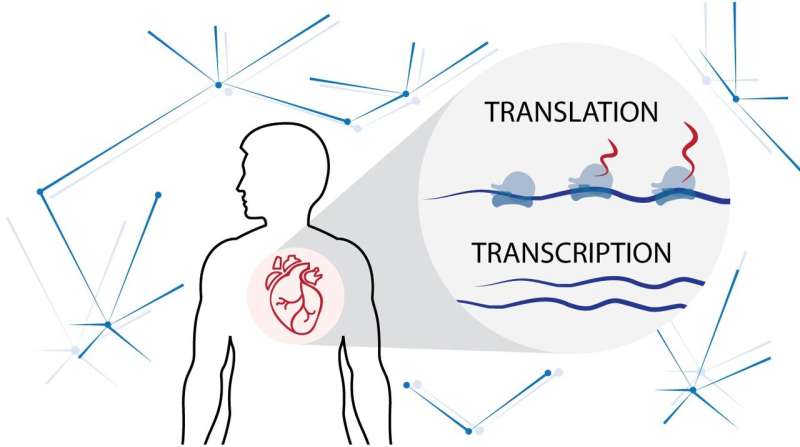 New cardiac fibrosis study identifies key proteins that translate into heart disease