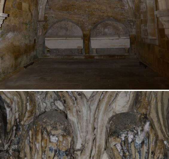 New family of fungi threatens a UNESCO-listed 8-century-old cathedral in Portugal