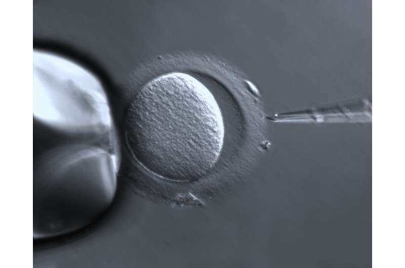 New findings about how a human egg matures may help prevent infertility and birth defects