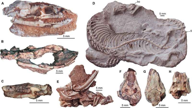New fossils shed light on how snakes got their bite and lost their legs