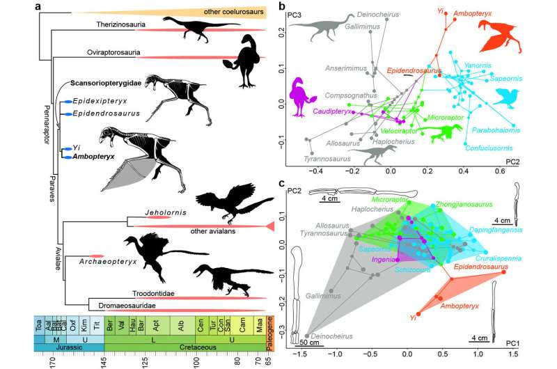 New Jurassic non-avian theropod dinosaur sheds light on origin of flight in Dinosauria