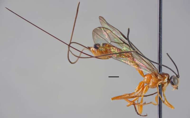 New large-sized insect species discovered in tropical forest
