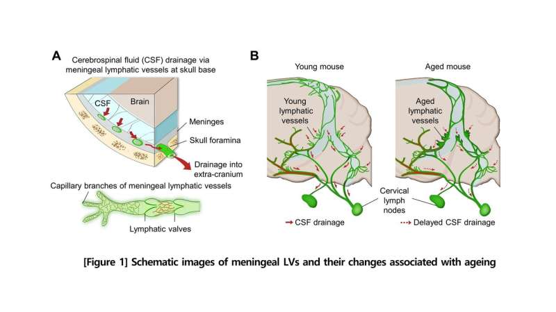 Newly identified meningeal lymphatic vessels answers key questions about brain clearance