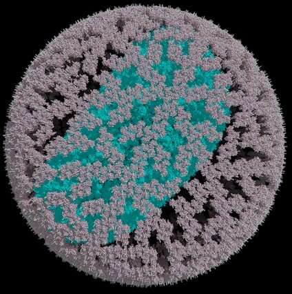 Newly proposed model for shape of HIV-1 viral shell may change how we understand the disease