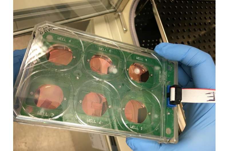 New method enables more extensive preclinical testing of heart drugs and therapies