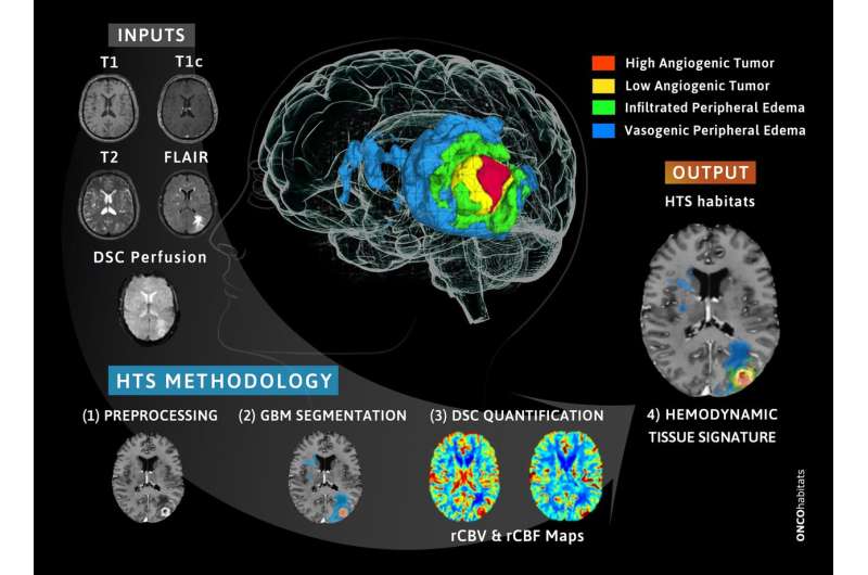 New methodology developed at UPV to monitor patients with glioblastoma