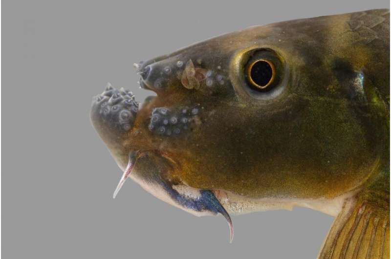 New 'netherworldly' freshwater fish named for Thai conservation visionary