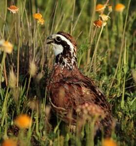 New online, interactive atlas gives comprehensive view of Texas quail decline