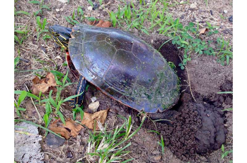 New study could reset how scientists view sex determination in painted turtle populations