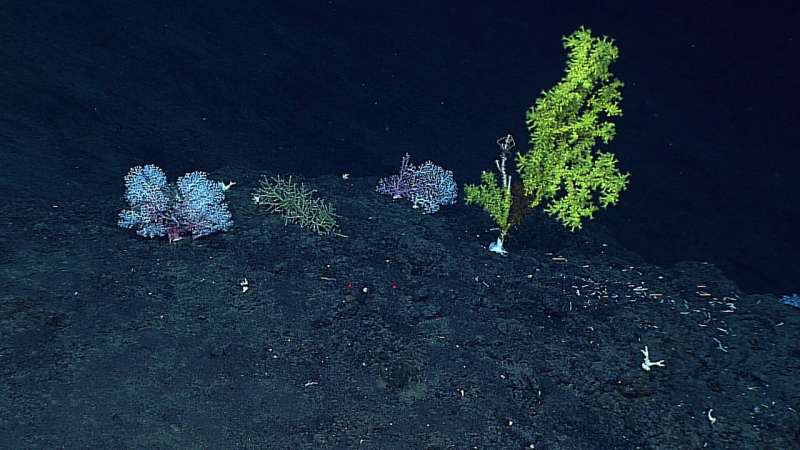 New study first to reveal growth rates of deep-sea coral communities