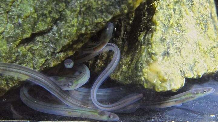 New study uncovers 'magnetic' memory of European glass eels