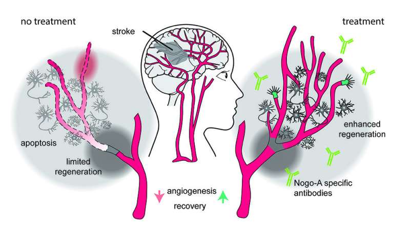New therapy promotes vascular repair following stroke