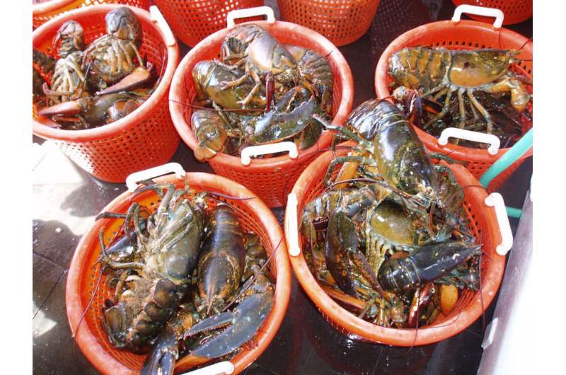 New tool enables Nova Scotia lobster fishery to address impacts of climate change