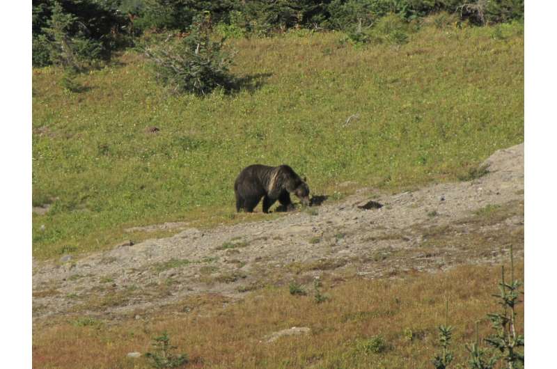 New tool maps a key food source for grizzly bears: huckleberries
