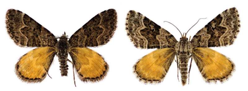 New to science New Zealand moths link mythological deities to James Cameron's films