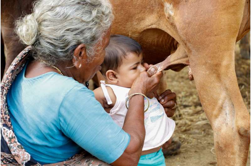 New tuberculosis tests pave way for cow vaccination programs