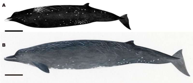 New whale species discovered along the coast of Hokkaido