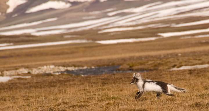No evidence for increased egg predation in the Arctic