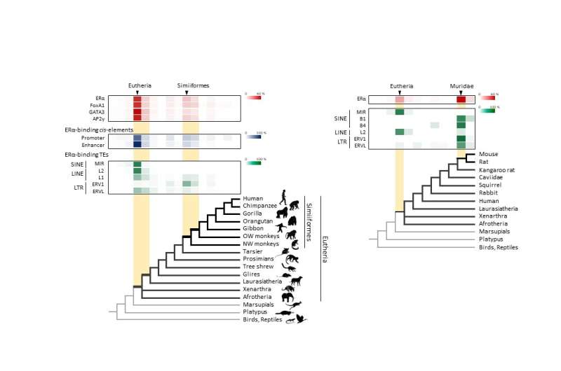 Not so selfish after all--Key role of transposable elements in mammalian evolution
