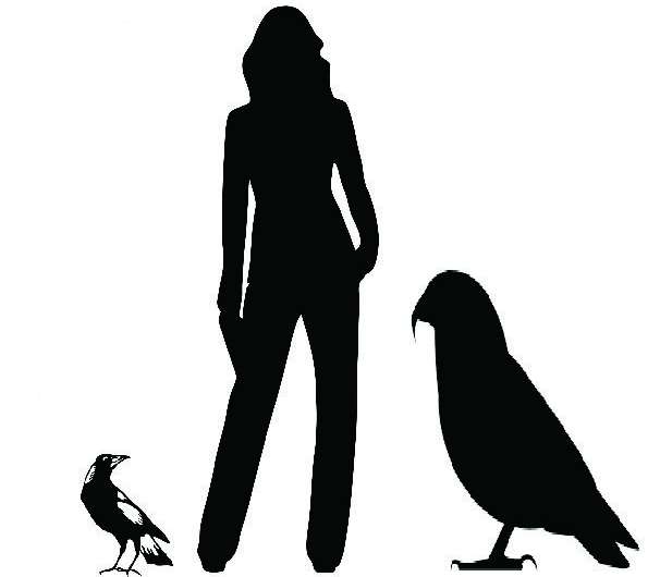 Naujosios Zelandijos didysis paukštis yra milžiniškas „squawkzilla“