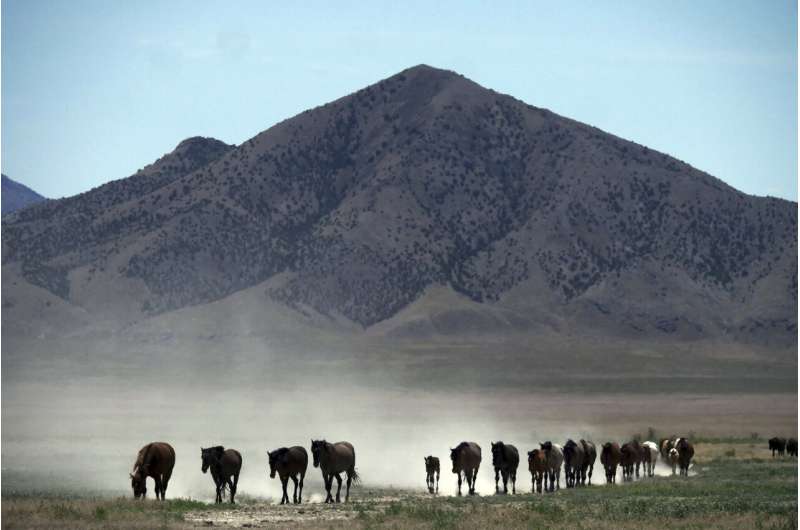 Official: Solving wild horse problem will take $5B, 15 years