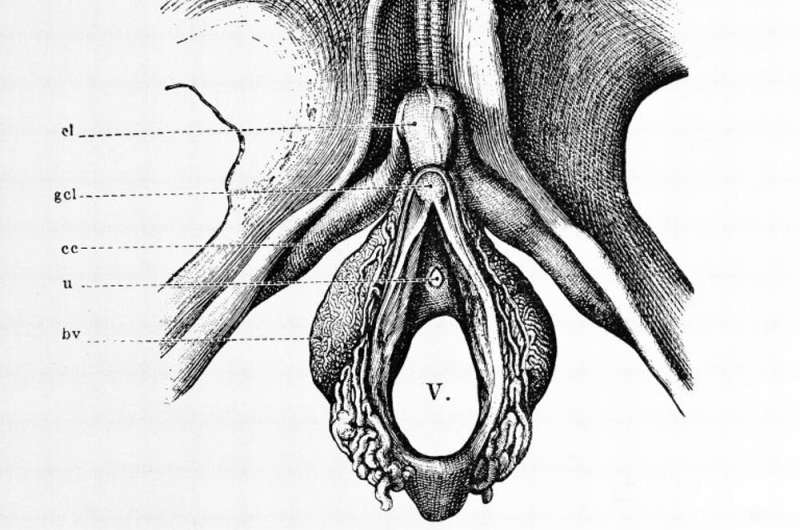 Oh, oh, oh! The clitoris certainly gives pleasure. But does it also help women conceive?