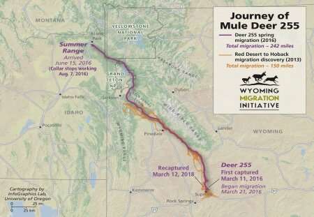 One deer's journey: An epic migration is revealed in new maps