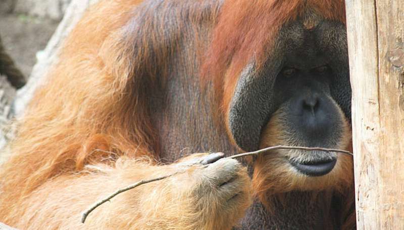 Orangutans make complex economic decisions about tool use depending on the current 'market' situation