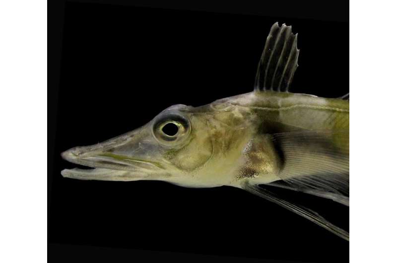 Oregon research team helps complete genome of Antarctic blackfin icefish