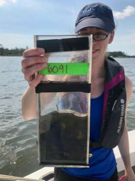 Oyster aquaculture has small but positive impact on Chesapeake Bay water quality