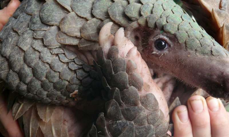 Pangolins set new world record… but no one is celebrating