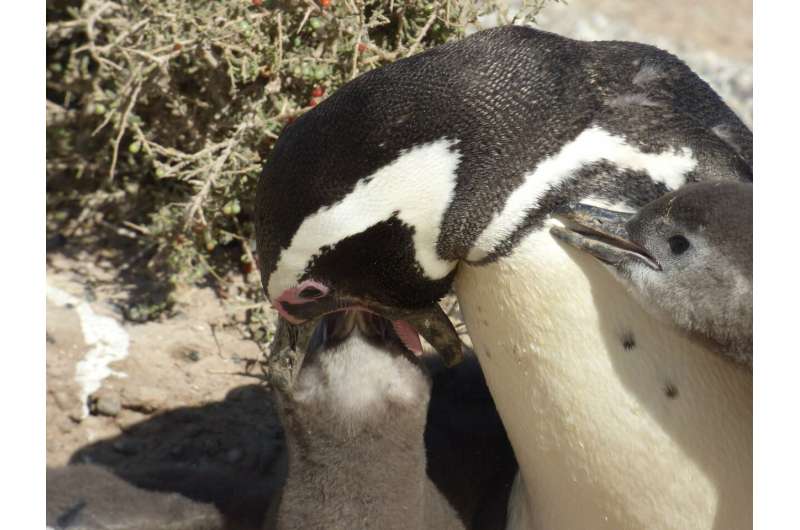 Parents don't pick favorites, at least if you're a Magellanic penguin