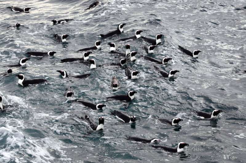 Penguins and their chicks' responses to local fish numbers informs marine conservation