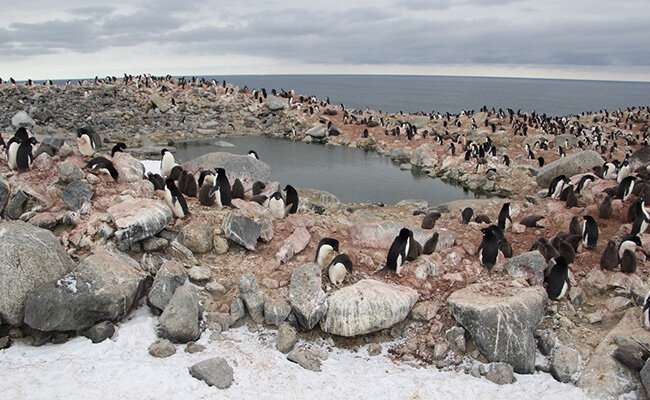 Penguin study reveals Southern Ocean's Ice Age history