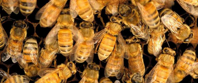 Pesticide cocktail can harm honey bees