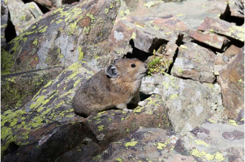 Pika survival rates dry up with low moisture