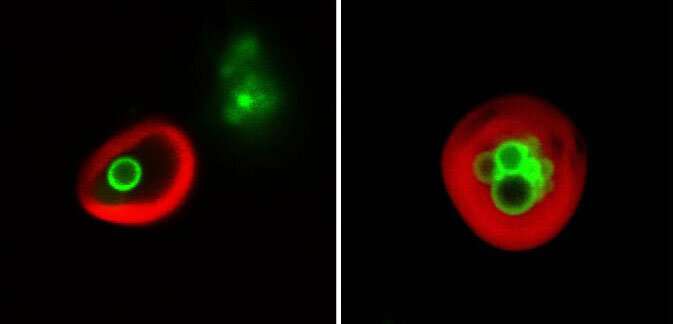 Plant cells eat their own ... membranes and oil droplets