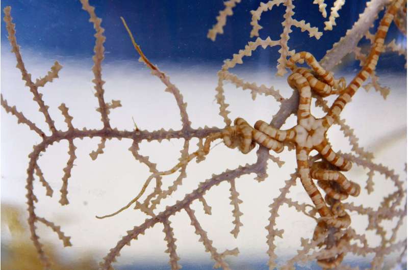 Plan would protect 21 coral hot spots in Gulf of Mexico