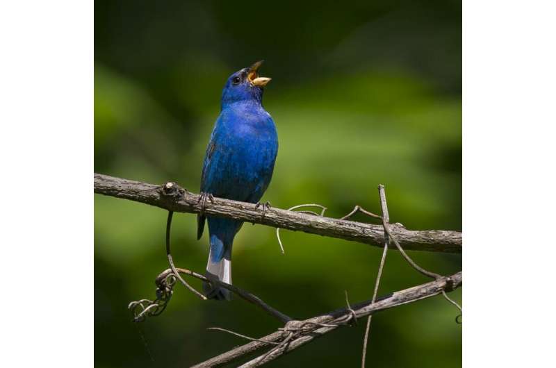 Protecting small forests fails to protect bird biodiversity