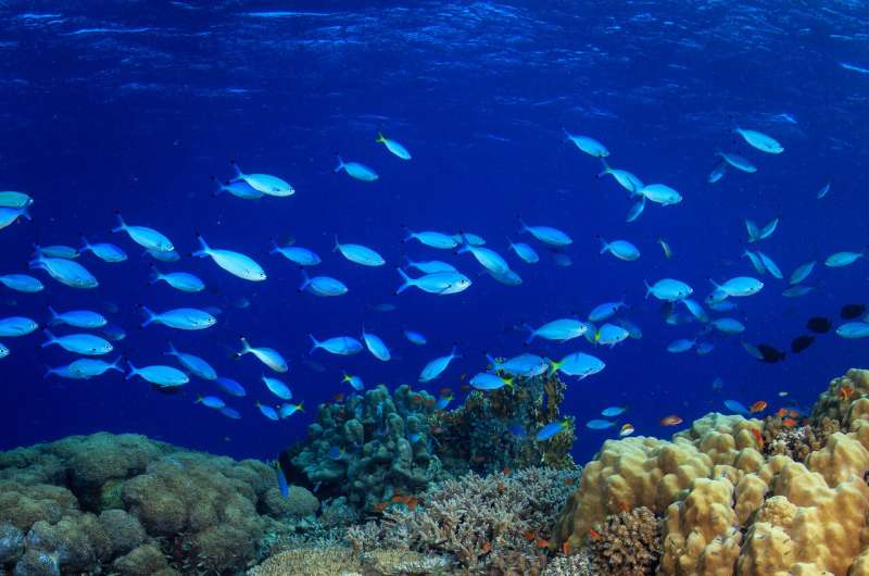 Rapid change in coral reefs prompts global calls for a rethink