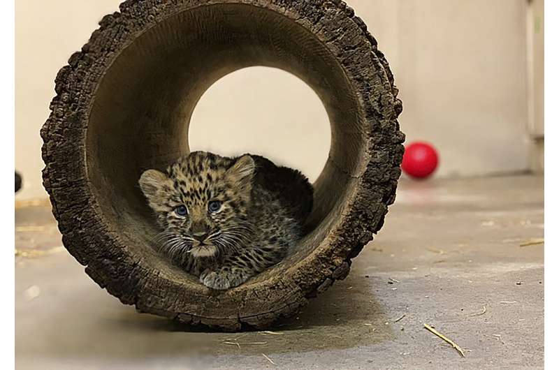 Rare Amur leopard cubs go on view at zoo; no names yet