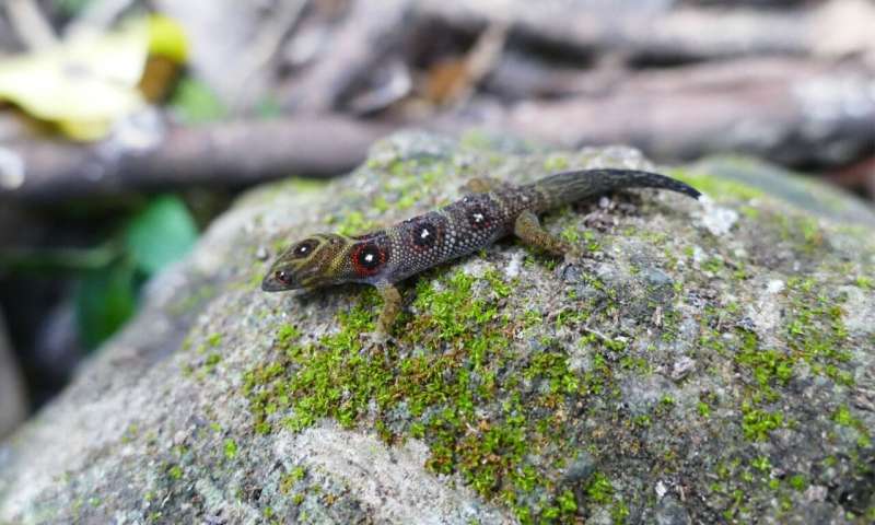 Rare Caribbean gecko given highest level of protection under CITES