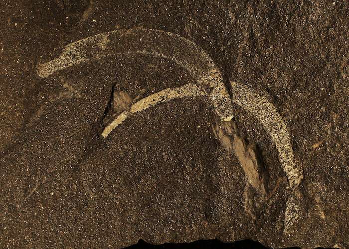 Rare fossils provide more detailed picture of biodiversity during Middle Ordovician