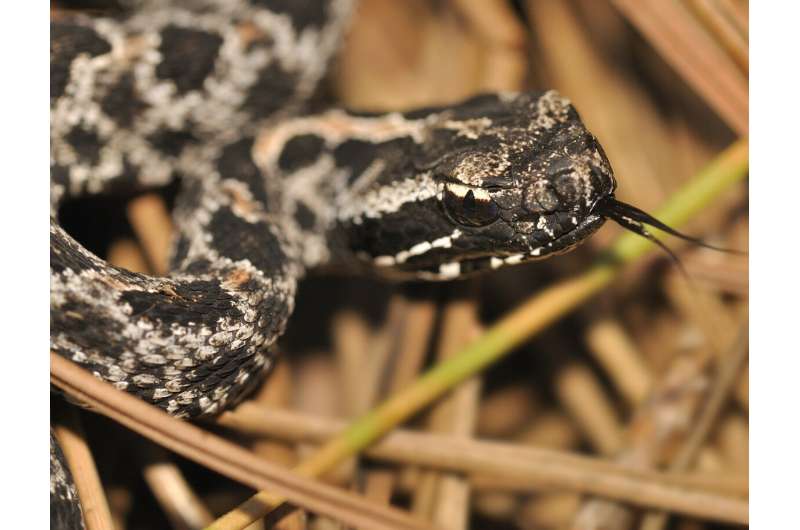 Rattlesnake venom: Mild, medium and wicked hot