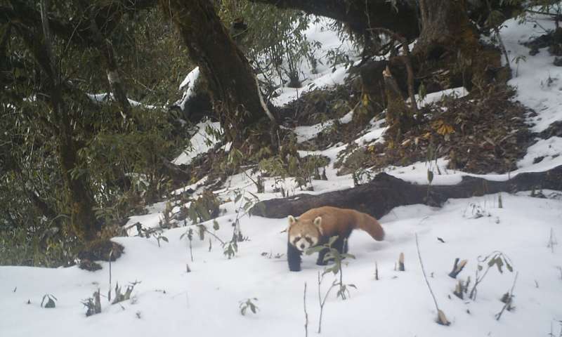 Red-listed red panda caught red-handed on camera