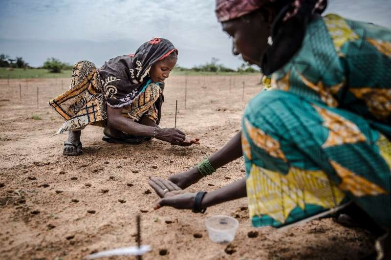 Reforestation efforts, like this one in Niger, can only be one part of the solution
