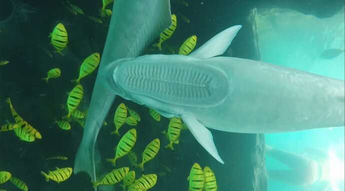Remora-inspired suction disk mimics fish's adhesion ability, offers evolutionary insight