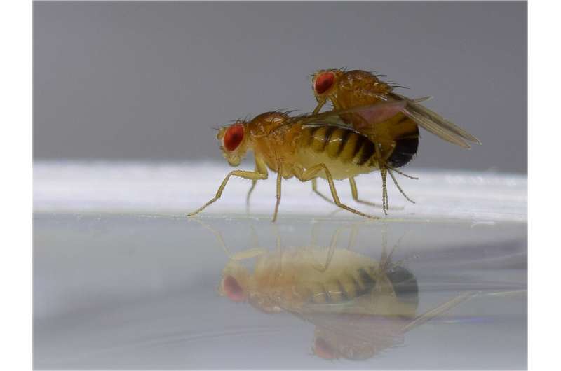 Reproduction: How male flies enforce their interests