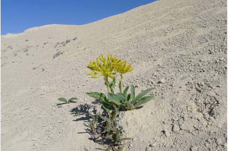 Research provides insight on survivability of rare Wyoming plant