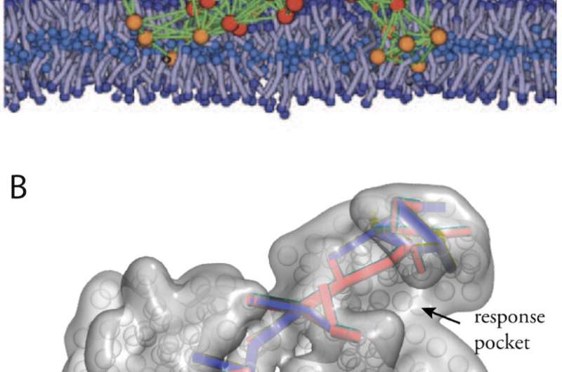 Review emphasizes the power of simple physical models for complex protein machines